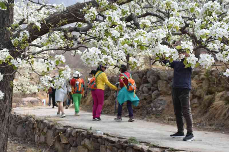 数字技术赋能乡村文旅:青龙梨花节智慧旅游解决方案深度解析 IT技术