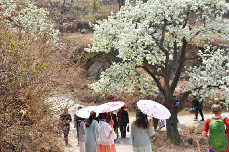 数字技术赋能乡村文旅:青龙梨花节智慧旅游解决方案深度解析 IT技术