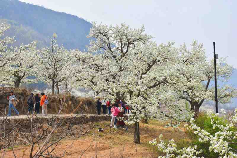 数字技术赋能乡村文旅:青龙梨花节智慧旅游解决方案深度解析 IT技术
