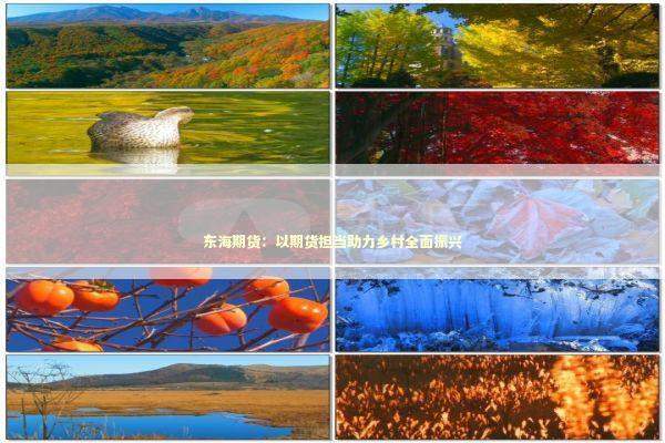 东海期货：以期货担当助力乡村全面振兴